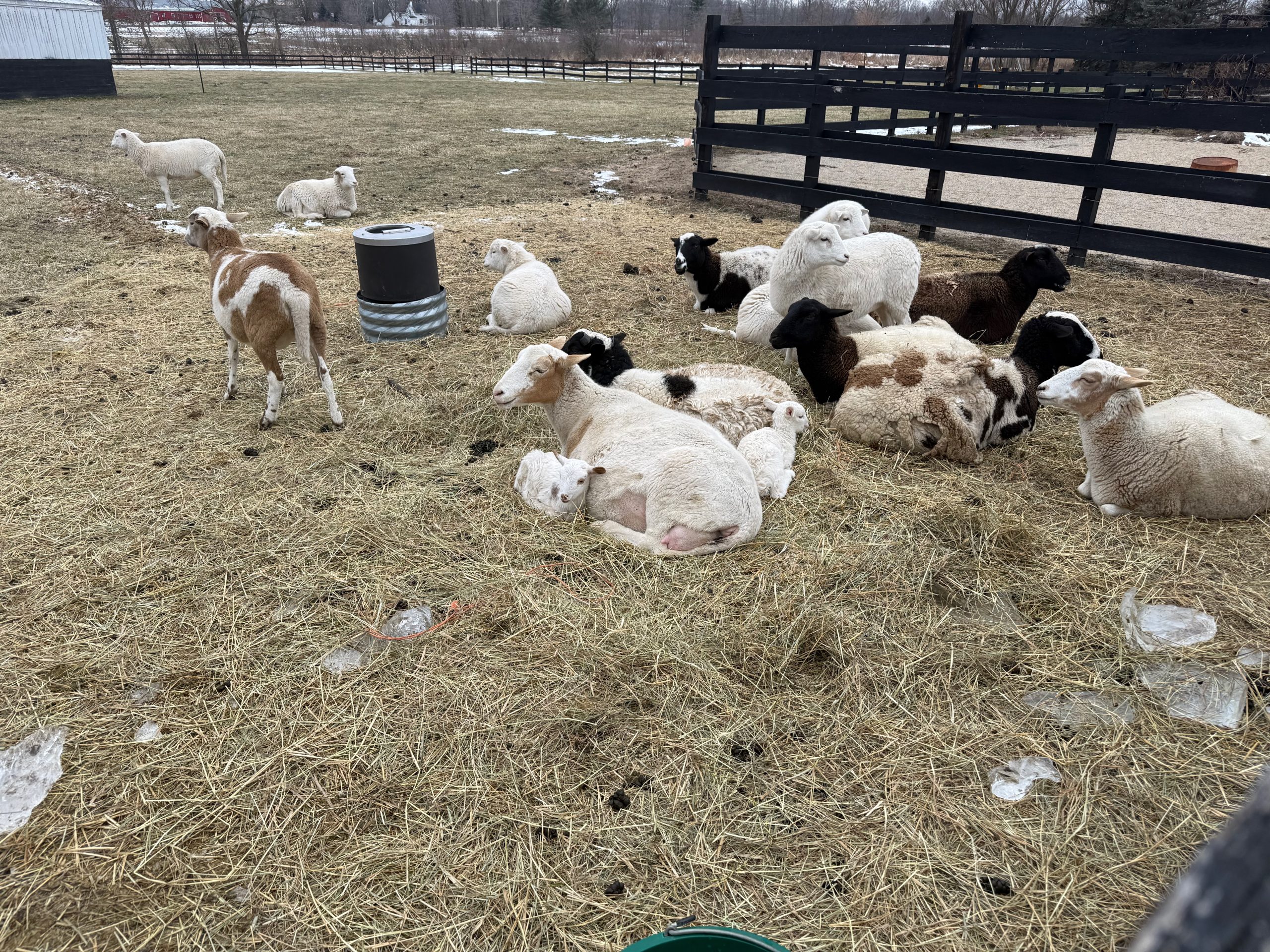 Terra Rose Farm in winter with sheep in pasture